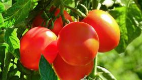 Американские учёные работают над экологичными сортами томата